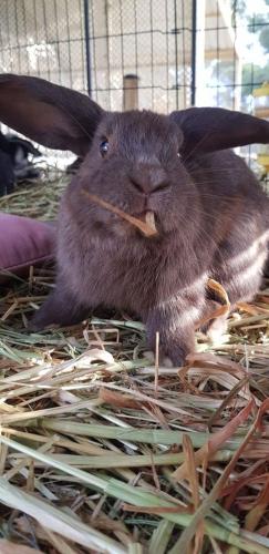 A Better Life Animal Sanctuary FarmStay Private Two Bedrooms Lounge Room & Bathroom & Toilet Shared Kitchen - Australia Accommodation 5