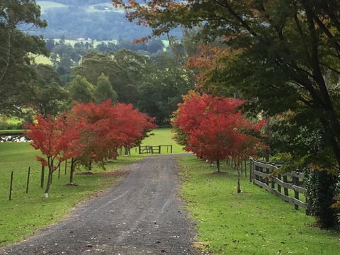 Maple Cottage - Australia Accommodation 4