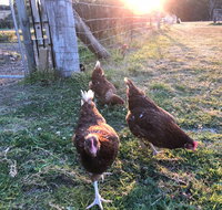 Bryn Glas Farm Stay - Australia Accommodation