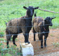 Alstonville Country Cottages - Australia Accommodation