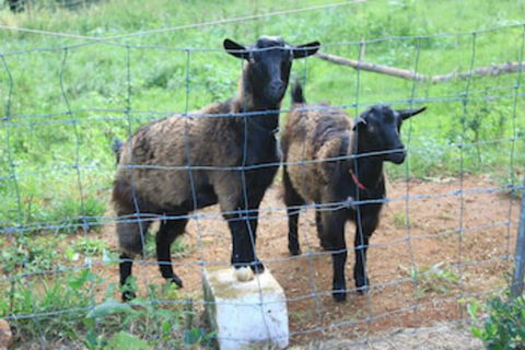 Alstonville Country Cottages - Australia Accommodation 0