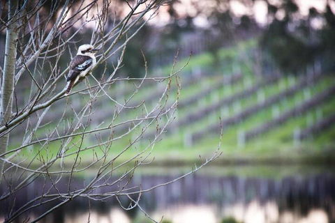 Bettenays Margaret River - Australia Accommodation 4