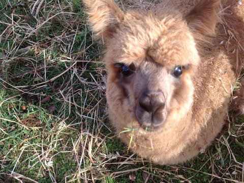 Balingup Jalbrook Cottages Jalbrook Estate - Australia Accommodation 5