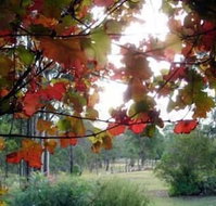 Elfin Hill Country Accommodation - Australia Accommodation