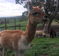 Morella Farm Stay - Australia Accommodation