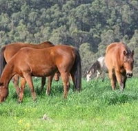 Hill Top Country Guest House - Australia Accommodation