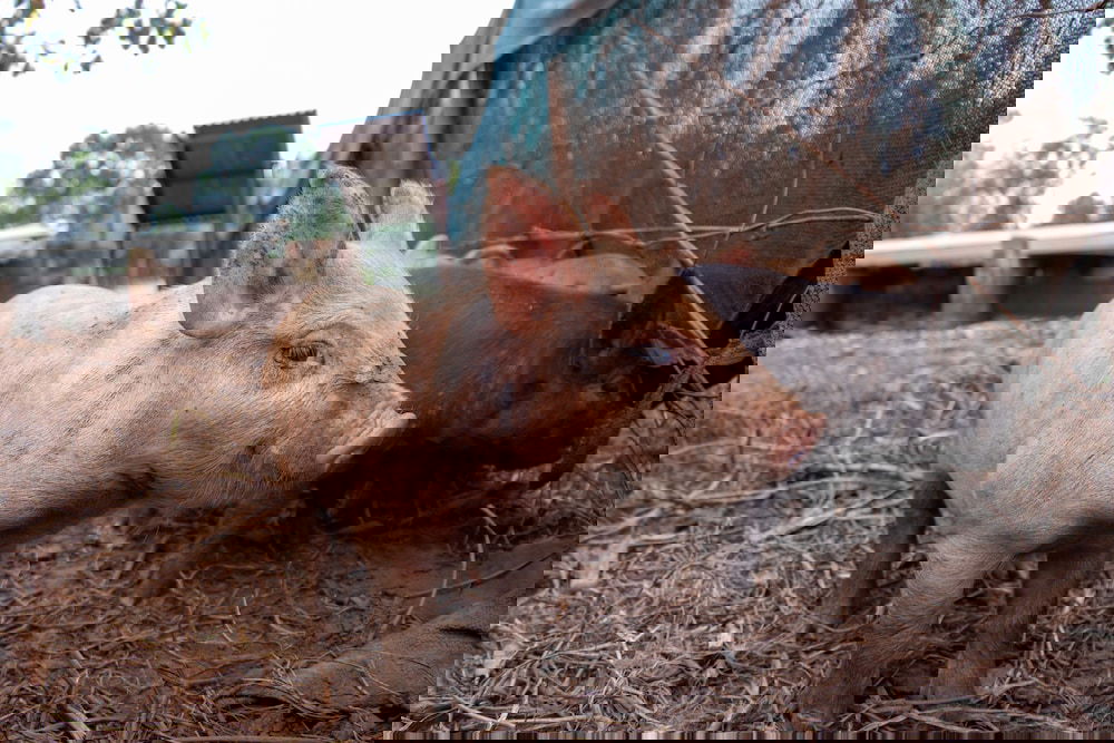 Australia Accommodation