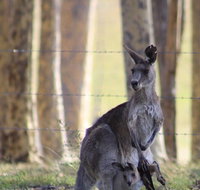 Bella Wind Bed  Breakfast - Australia Accommodation