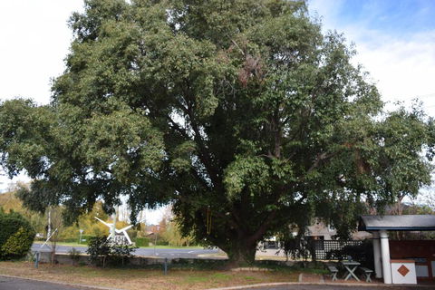 Alkira Motel - Australia Accommodation 2