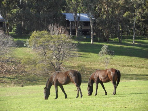 Balinga Cottages - Australia Accommodation 1