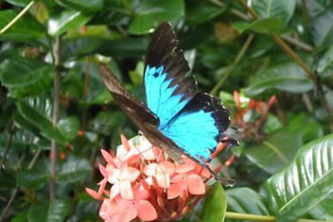 Cairns Crystal Cascades Holiday Park - Australia Accommodation 4