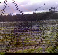Darlington Vineyard - Australia Accommodation