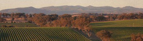 Angullong Cellar Door - Australia Accommodation 1