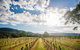 Fallen Giants Vineyard - thumb 0