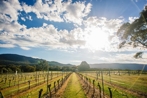 Fallen Giants Vineyard - Australia Accommodation 0