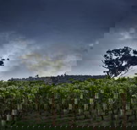 Dalrymple Vineyards - Australia Accommodation