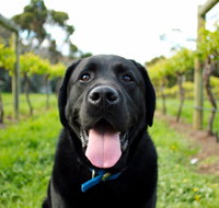 Every Man and His Dog Vineyard - Australia Accommodation