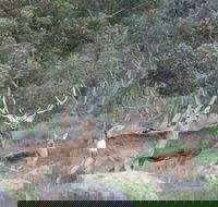 Hahndorf Venison - Australia Accommodation