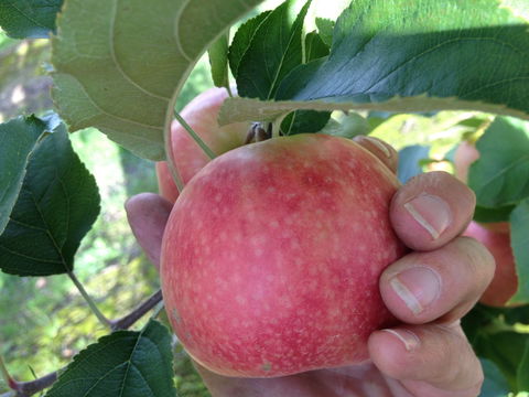 Darkes Glenbernie Orchard - Australia Accommodation 0