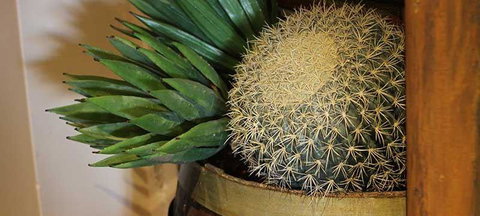 Cactus Jack's Bar & Grill - Australia Accommodation 2