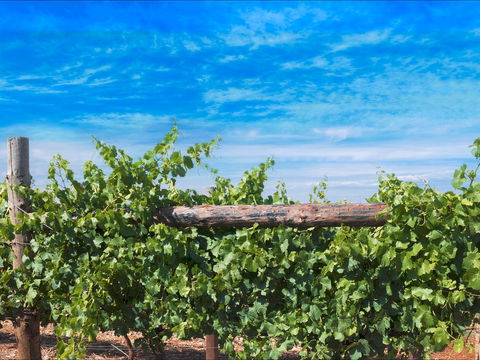 Rowsley Fault Vineyards - Australia Accommodation 0