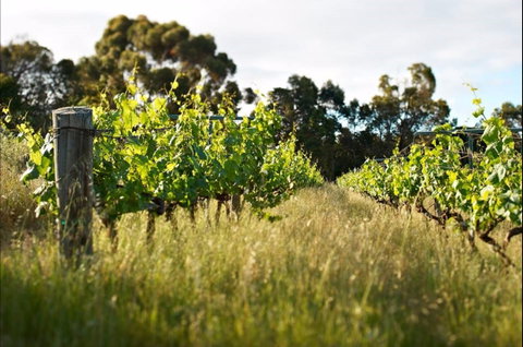 Happs Winery And Pottery - Australia Accommodation 0