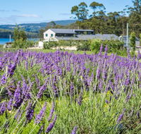 Port Arthur Lavender - Australia Accommodation