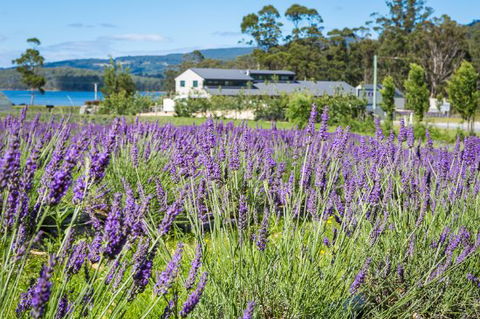Port Arthur Lavender - Australia Accommodation 0