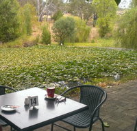 Avocados - Australia Accommodation