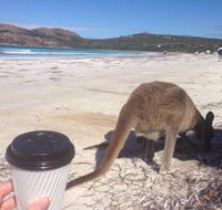 Lucky Bean - Australia Accommodation