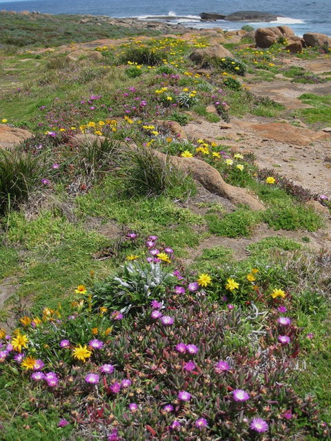 Cape Leeuwin Cafe - Australia Accommodation 8