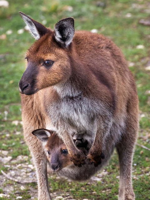 Mercure Kangaroo Island Lodge - Australia Accommodation 38
