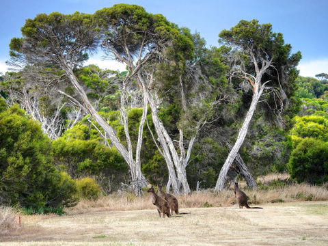 Mercure Kangaroo Island Lodge - Australia Accommodation 33