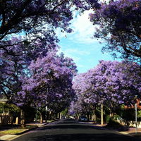 Book Wayville Accommodation Vacations Australia Accommodation Australia Accommodation