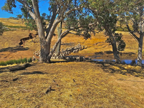 Rabbiters Hut - Australia Accommodation 22