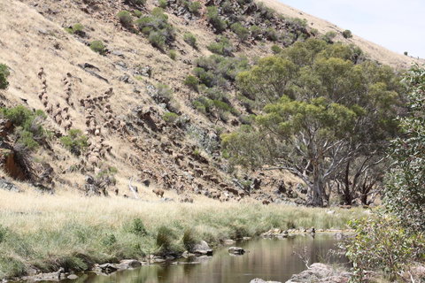 Rabbiters Hut - Australia Accommodation 29