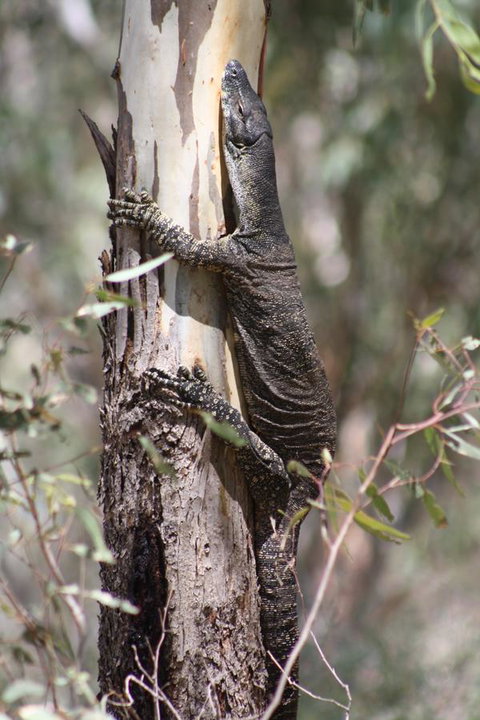 Rabbiters Hut - Australia Accommodation 30