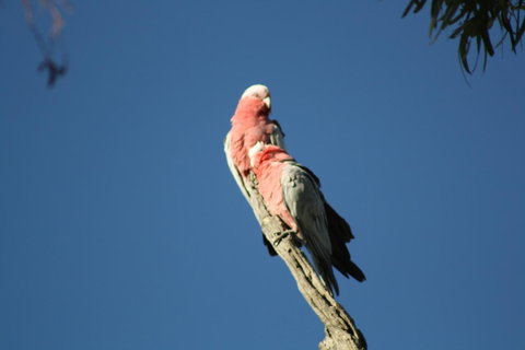 Rabbiters Hut - Australia Accommodation 27