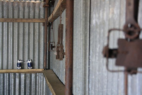 Rabbiters Hut - Australia Accommodation 11