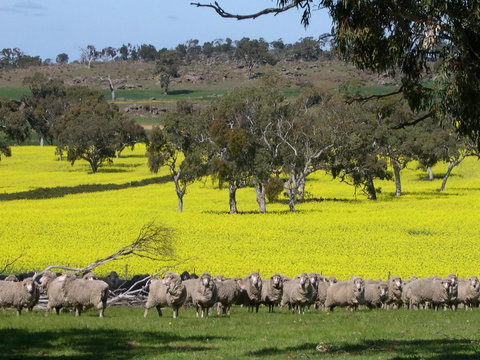 Rabbiters Hut - Australia Accommodation 16