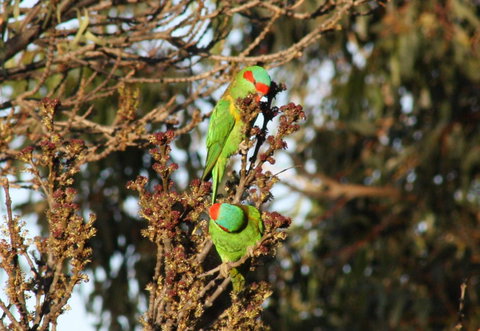 Rabbiters Hut - Australia Accommodation 32