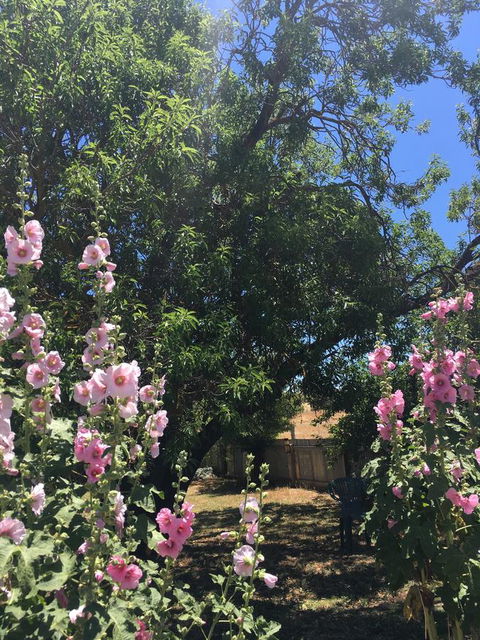 Amy\'s House Bed & Breakfast - Australia Accommodation 37