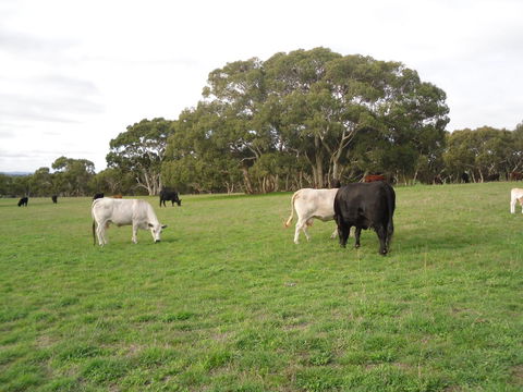 Wenton Farm Holiday Cottages - Australia Accommodation 17