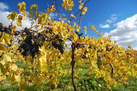 Novotel Barossa Valley Resort - Australia Accommodation 10