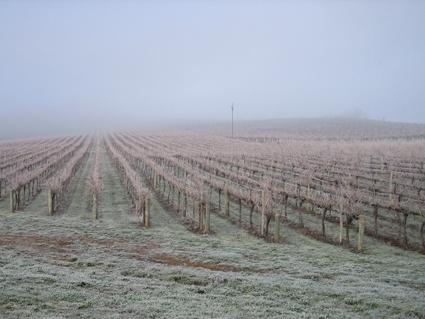 Vineyard Cottage BnB - Australia Accommodation 12