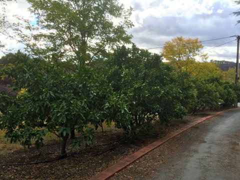 Vineyard Cottage BnB - Australia Accommodation 11