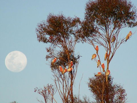 Burra Motor Inn - Australia Accommodation 28