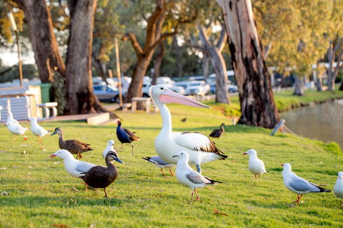 BIG4 Renmark Riverfront Holiday Park - Australia Accommodation 9