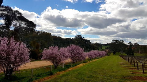 D2 At Watervale - Australia Accommodation 22