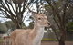 Deer Park Motor Inn Armidale - thumb 22